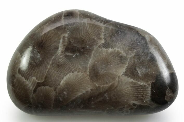Polished Petoskey Stone (Fossil Coral) - Michigan #383087